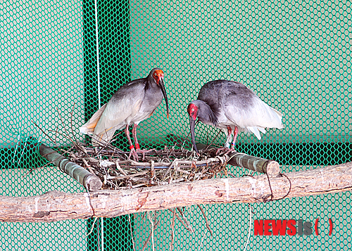 사진이 안보일 때→우측클릭→'사진보기' 클릭, OK. ☞작성: Daum카페: 한국 네티즌본부