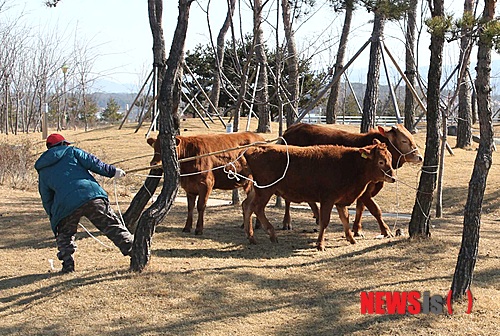 사진이 안보일 때→우측클릭→'사진보기' 클릭, OK. ☞작성: Daum카페: 한국 네티즌본부