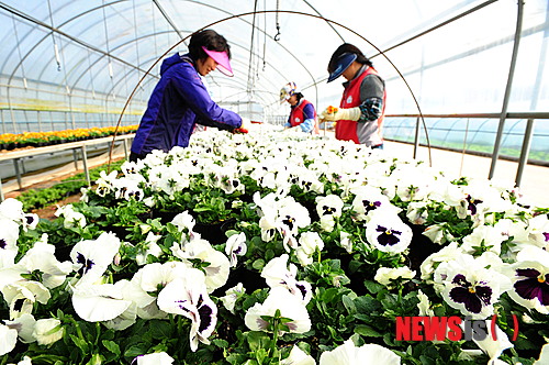 사진이 안보일 때→우측클릭→'사진보기' 클릭, OK. ☞작성: Daum카페: 한국 네티즌본부