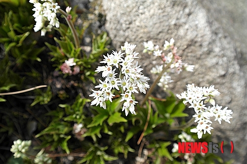 사진이 안보일 때→우측클릭→'사진보기' 클릭, OK. ☞작성: Daum카페: 한국 네티즌본부