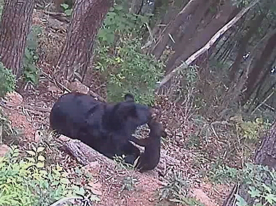 인공수정으로 태어난 새끼 반달가슴곰이 어미와 함께 뛰놀고 있다. 새끼 곰은 가을에 방사될 예정이다. [사진 국립공원관리공단]