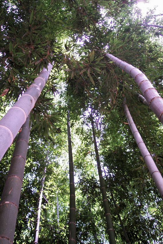 대나무는 처음 두마디 정도만 쪼개면 나머지는 저절로 쪼개지는 성질에서 파죽지세라는 말이 나왔다. [사진 김순근]