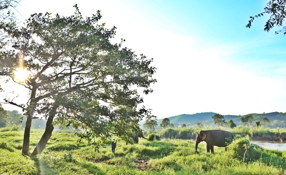 태국 북부 치앙라이 정글을 누비고 있는 코끼리.