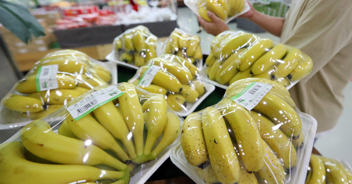 [강찬수의 에코파일] 바나나가 멸종위기에 처한 이유는 중앙일보