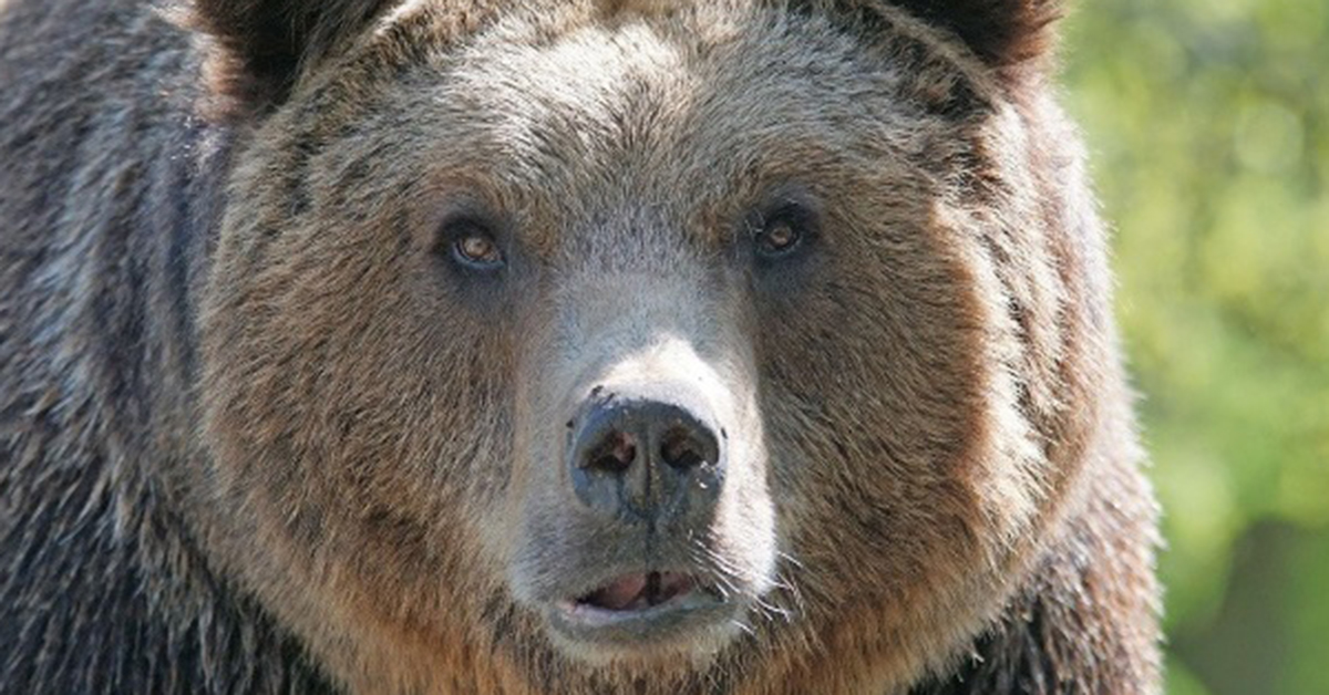 A brown bear encountered while skiing…’pretend to be dead’ and saved his life