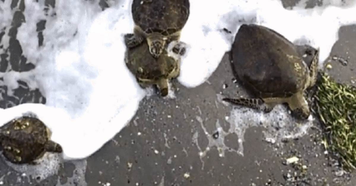 추울 때 거북 기절 … 미국 텍사스에서 2,500 마리의 동물 구조 [영상]