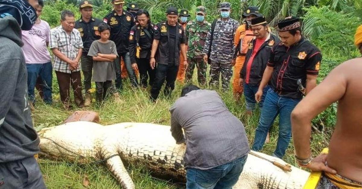 An 8-year-old boy who disappeared while swimming in Indonesia…  Came out of the crocodile boat