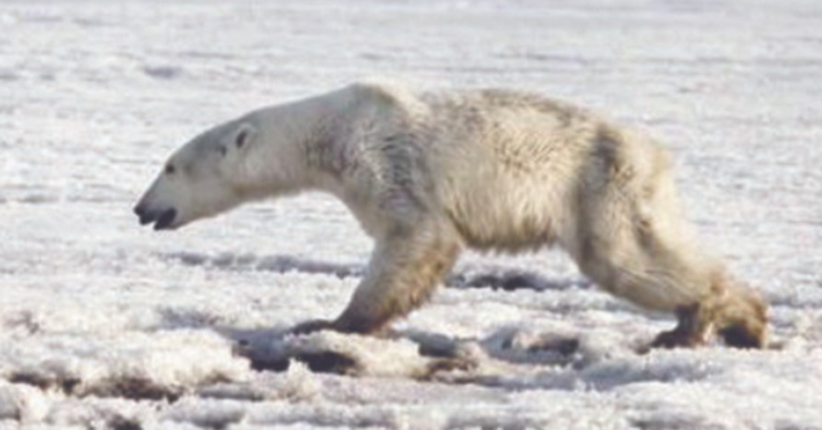 “북극곰은 잘 살고 있다” 환경전문가의 온난화 종말론 반격