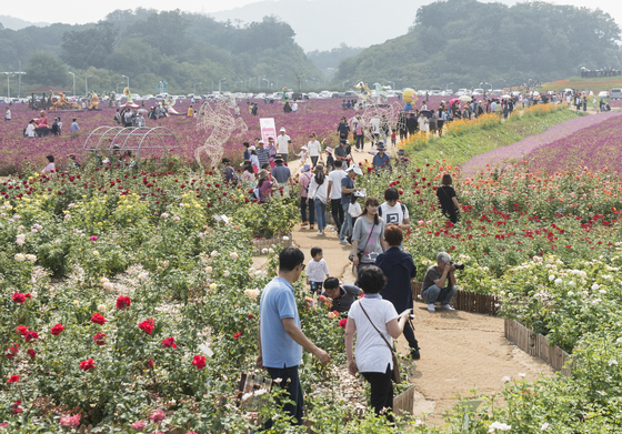 경기도 양주시 광사동 ‘나리농원’의 핑크빛 천일홍 꽃물결. [사진 양주시]