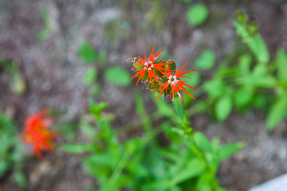 만병초원에서 암석원 가는 숲길에 만난 제비동자꽃. 멸종위기종으로 분류된 진귀한 식물이다. 