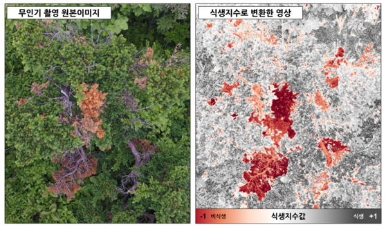 소백산 주목군락을 드론으로 촬영한 뒤 식생지수로 변환한 모습. [사진 국립공원관리공단]