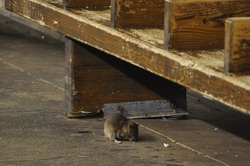 뉴욕 지하철에선 제법 큰 쥐를 심심찮게 볼 수 있다고 한다. [블로그 캡처]