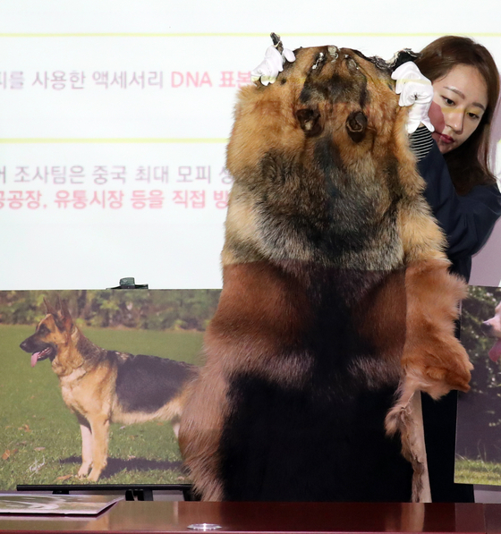 Member of an animal protection organization in CARE, Germany, who performed chemotherapy by the German Shepherd Dog at a Parliamentary Hall on April 15 at a parliamentary hall in Yeudigo. [뉴스1]