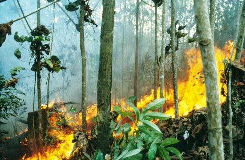 1997~1998년 엘니뇨 당시 인도네시아에서 발생한 산불. [중앙포토]