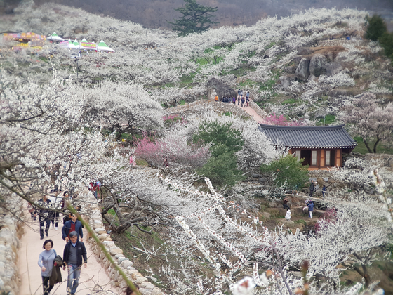 지난 12일 전남 광양시 매화마을에서 열린 매화축제에서 상춘객들이 활짝 핀 매화를 보며 즐거워하고 있다. [뉴스1]