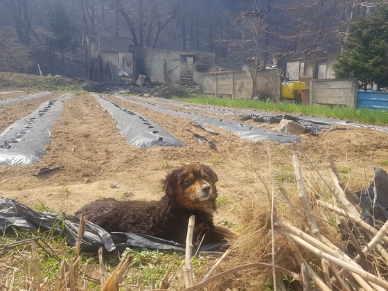  지난 4일 강원 강릉시 옥계면 남양리에서 발생한 산불을 견디고 살아남은 반려견 네팔. 최종권 기자