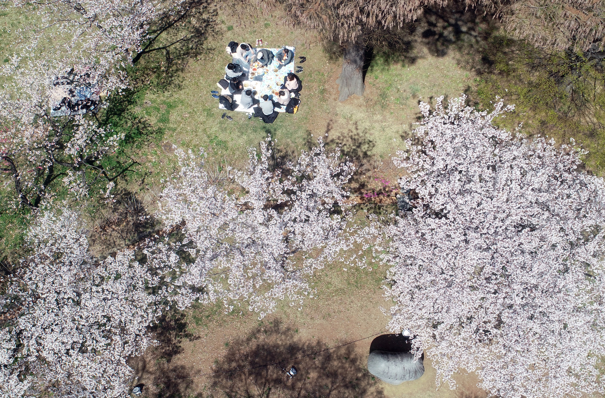 3일 광주 북구 전남대학교 벚나무 아래에서 학생과 시민들이 봄기운을 느끼고 있다. [연합뉴스]