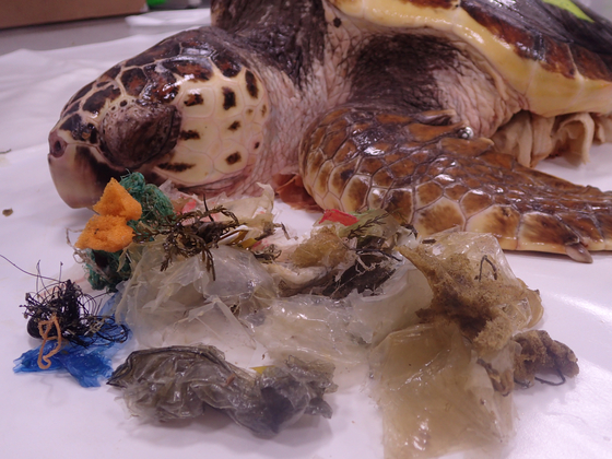 제주 붉은바다거북 사체에서 발견된 각종 플라스틱 쓰레기. [사진 국립생태원]
