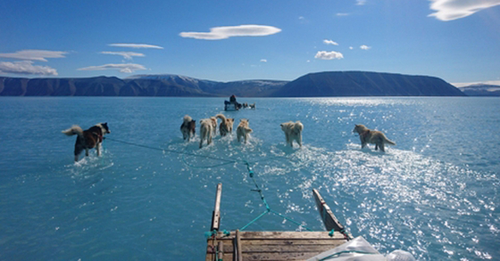 그린란드 얼음물 속을 달리는 썰매개. 표면의 얼음이 녹아 물로 변했다. [스테판 올센 트위터=연합뉴스]