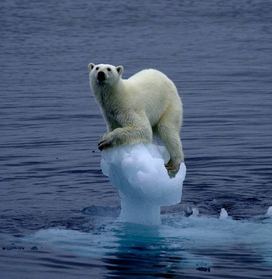지구 온난화로 북극의 빙하가 녹아 생존 위기에 처한 북극곰. [사진 멕신 버켓 미국 하와이주립대 법과대학 교수·기초과학연구원] 