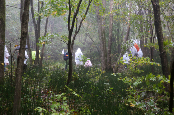 올림픽 아리바우길 걷기축제 평창 구간 마지막 날 선자령 가는 길. 비구름 속의 가을 숲을 온종일 걸었다. 손민호 기자 