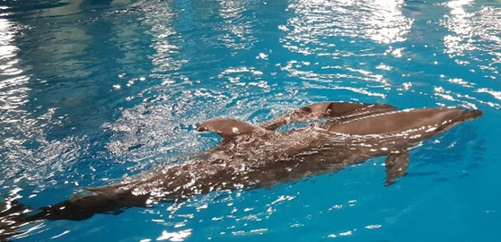 지난 4일 울산 고래생태체험관 보조풀장에서 갓 태어난 새끼 큰돌고래가 어미와 함께 유영하고 있는 모습. [사진 울산시 남구]