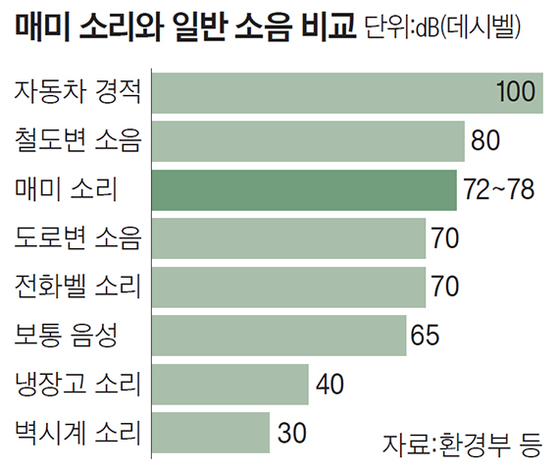 매미 소리와 일반 소음 비교