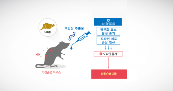 백강잠 추출물의 항파킨슨병 효능의 작용 원리. [자료 한의학연구원] 