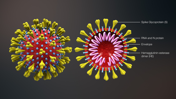 인간 코로나 바이러스의 구조 및 단면도. [사진 Wikimedia Commons]