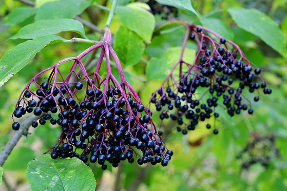 엘더베리(Elderberry, Sambucus Nigra)는 자줏빛의 작은 딸기로서 잼이나 파이, 와인을 만드는데 주로 이용된다. [사진 Pixabay]