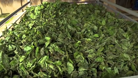 아마존 지역 주민들은 각종 암이나 호흡기 질환의 예방을 위해 타히보나무 차를 즐겨 마시고 있다. [사진 유튜브 캡처]