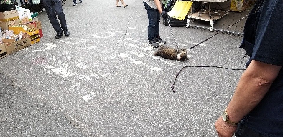 서울 동묘시장의 한 상인이 길고양이를 학대하는 정황이 담긴 사진이 인터넷상에 확산돼 경찰이 내사에 착수했다. 연합뉴스