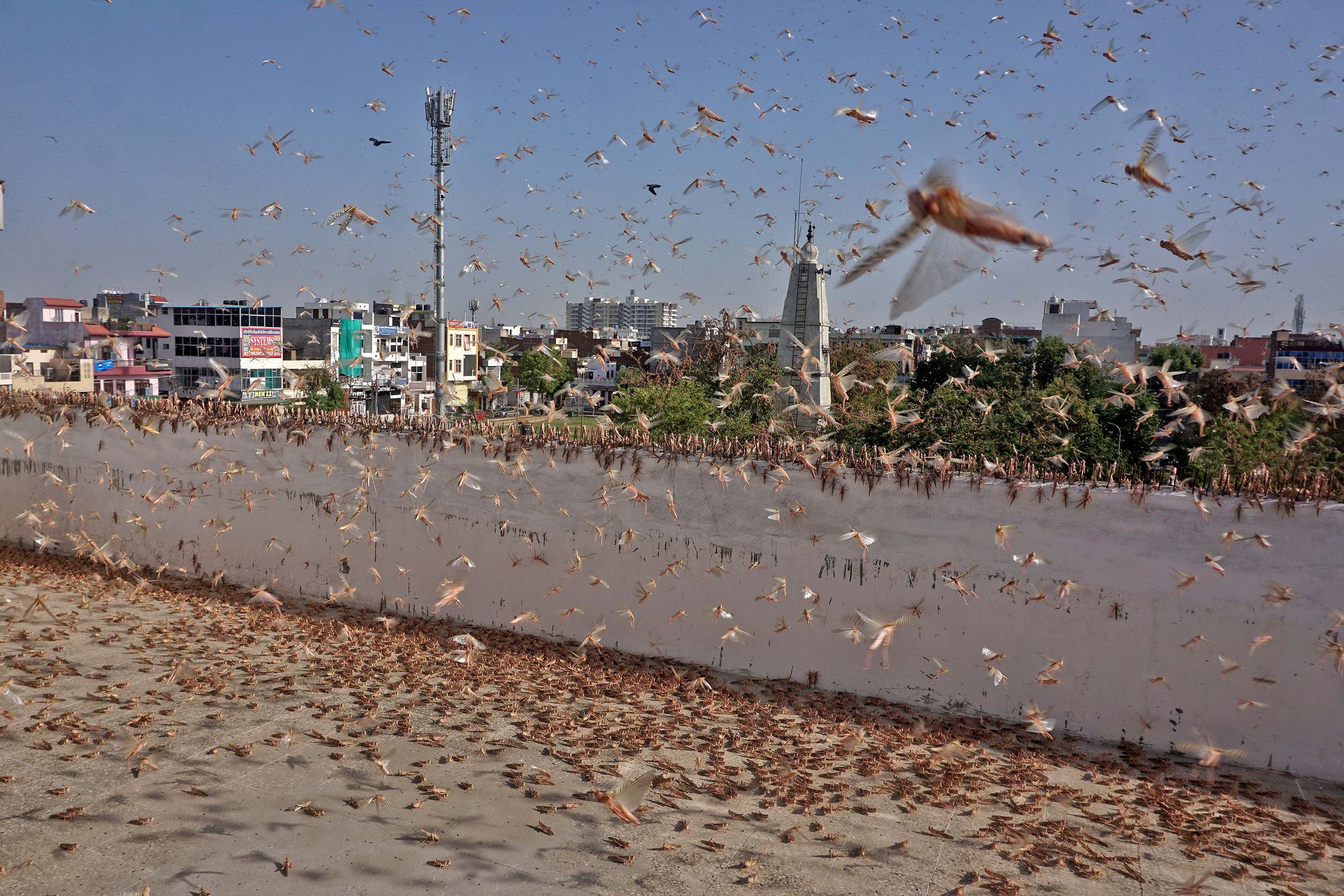 지난달 25일 인도 자이푸르시가 메뚜기떼의 습격을 받은 모습. 신화통신=연합뉴스