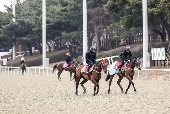 서울경마공원에서 펼쳐지고 있는 경주마의 조교 현장.