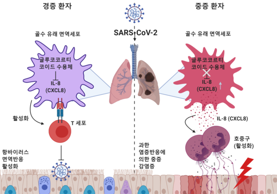 연구 모델의 개요도이다.  경증 환자는 SARS-CoV-2 감염에 의해 정상 T 세포 매개 면역 반응이 일어난다.  글루코 코르티코이드 수용체의 높은 발현에 CXCL8의 발현이 억제 된 호중구의 유입이 조절되어있다.  한편, 글루코 코르티코이드 수용체의 발현이 낮은 중증 환자는 CXCL8의 발현이 증가 호중구의 유입이 증가한다.  호중구의 과도한 염증 반응에 의해 폐 조직 상피 세포가 손상을 입고 심한 호흡기 증상을 보이게된다. [자료 KAIST]