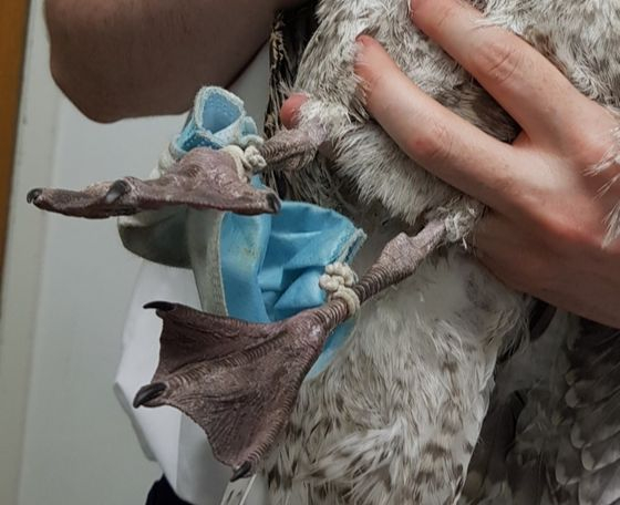 영국 남부에 섹스 야생 동물 병원에서 마스크에 발이 묶여 갈매기가 구조됐다.  South Essex Wildlife Hospital