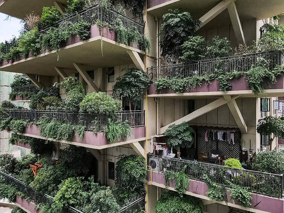 중국 청두에서 '녹색 주택'을 표방한 아파트가 들어섰으나 모기가 들끓는 바람에 800여 세대에서 이제는 10여세대만 남게 됐다. 식물을 건사할 사람이 없어서 방치된 채 남겨진 아파트 모습. [자유시보]