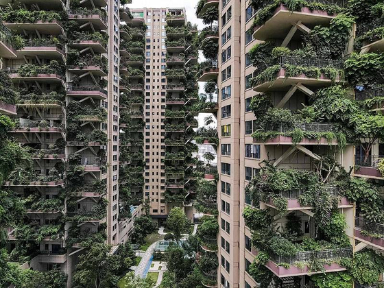 중국 청두에서 '녹색 주택'을 표방한 아파트가 들어섰으나 모기가 들끓는 바람에 800여 세대에서 이제는 10여세대만 남게 됐다. 식물을 건사할 사람이 없어서 방치된 채 남겨진 아파트 모습. [자유시보]