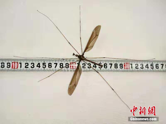 2018년 중국 쓰촨성 칭청산에서 대왕모기가 발견돼 공개됐다. [중국망]