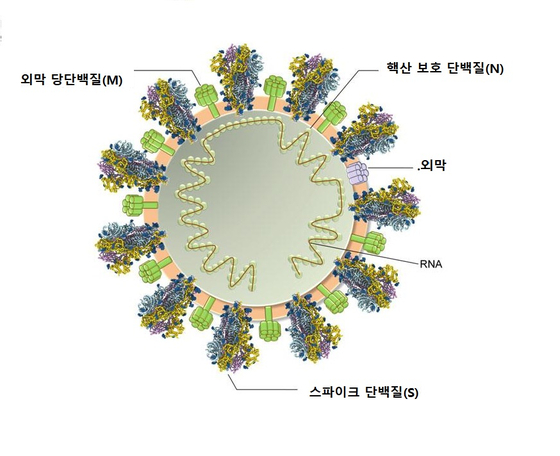 코로나19 바이러스의 구조