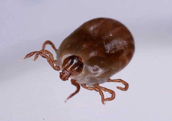 Small tick.  Lives in Korea, China and Japan. [일본 국립감염증연구소 곤충의과학부 제공 = 연합뉴스 자료사진]