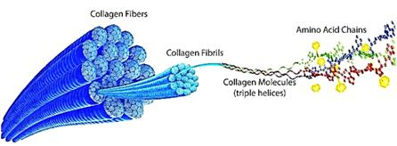 콜라겐 파이버의 구조, 콜라겐단백질이 수천가닥 꼬여 다발모양이 되어 조직 속에 존재. 가열하면 구조가 붕괴되어 젤라틴이 되면서 녹아 나온다. [자료 이태호]