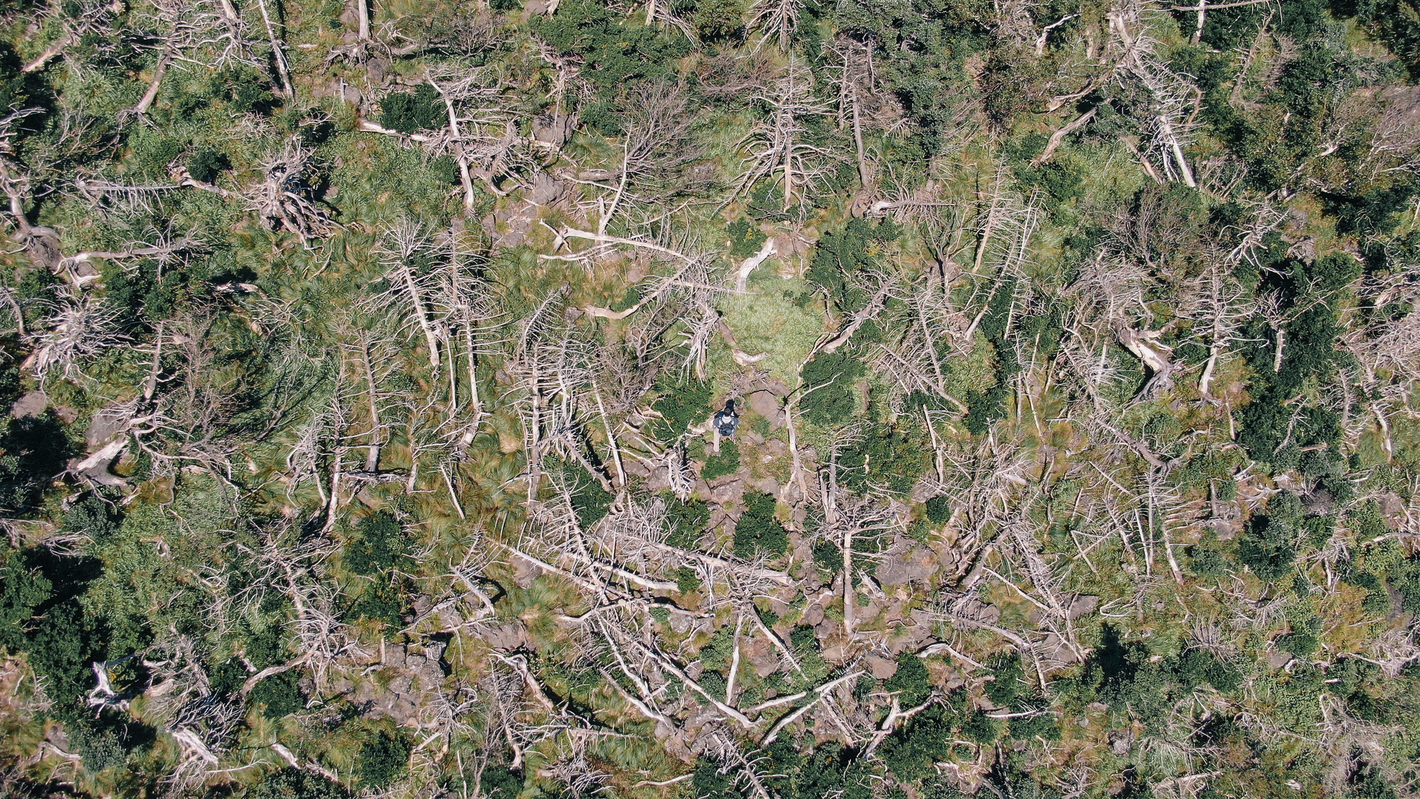 360도로 본 충격 장면, 한라산 크리스마스 나무의 죽음 [VR영상] 