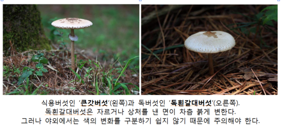 식용버섯과 독버섯. [국립수목원]