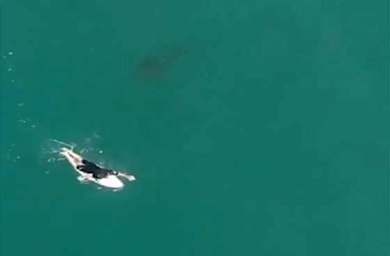 호주 해변에서 매트 윌킨슨이 상어가 다가오는 것을 눈치 채지 못한 채 서핑하고 있다. 이를 드론이 발견해 대피시켰다. [트위터 캡처]