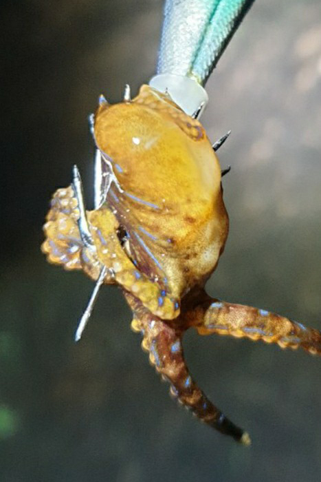 A poisonous blue-ringed octopus caught on the seashore in Sinam-ri, Seosaeng-myeon, Ulju-gun, Ulsan on the 18th. [사진 울산해양경찰서]