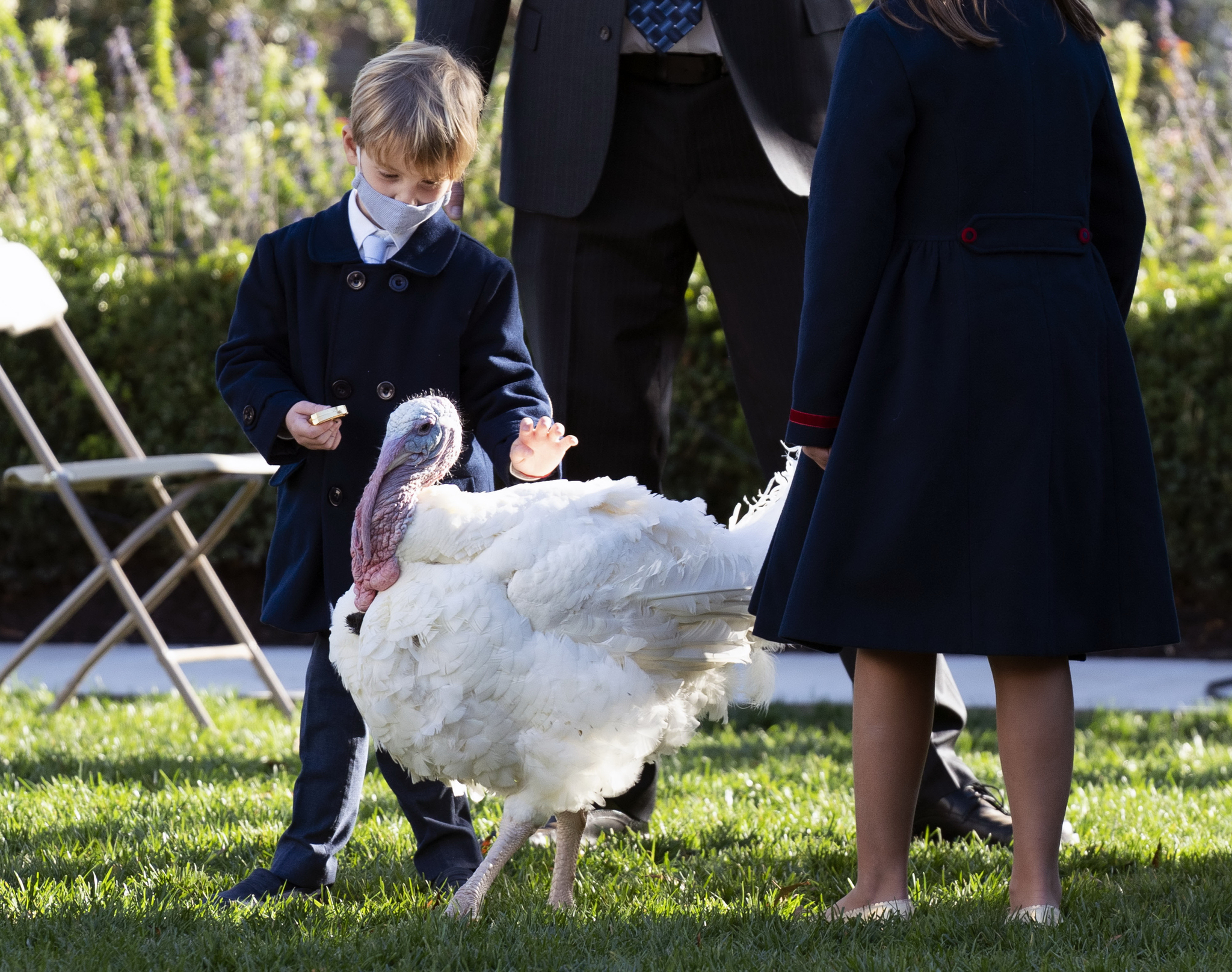 Before President Trump attends, Ivanka and Kushner's young son, Theodore, is playing with the official Thanksgiving turkey 'Korn' in the White House Rose Garden.  UPI = Yonhap News