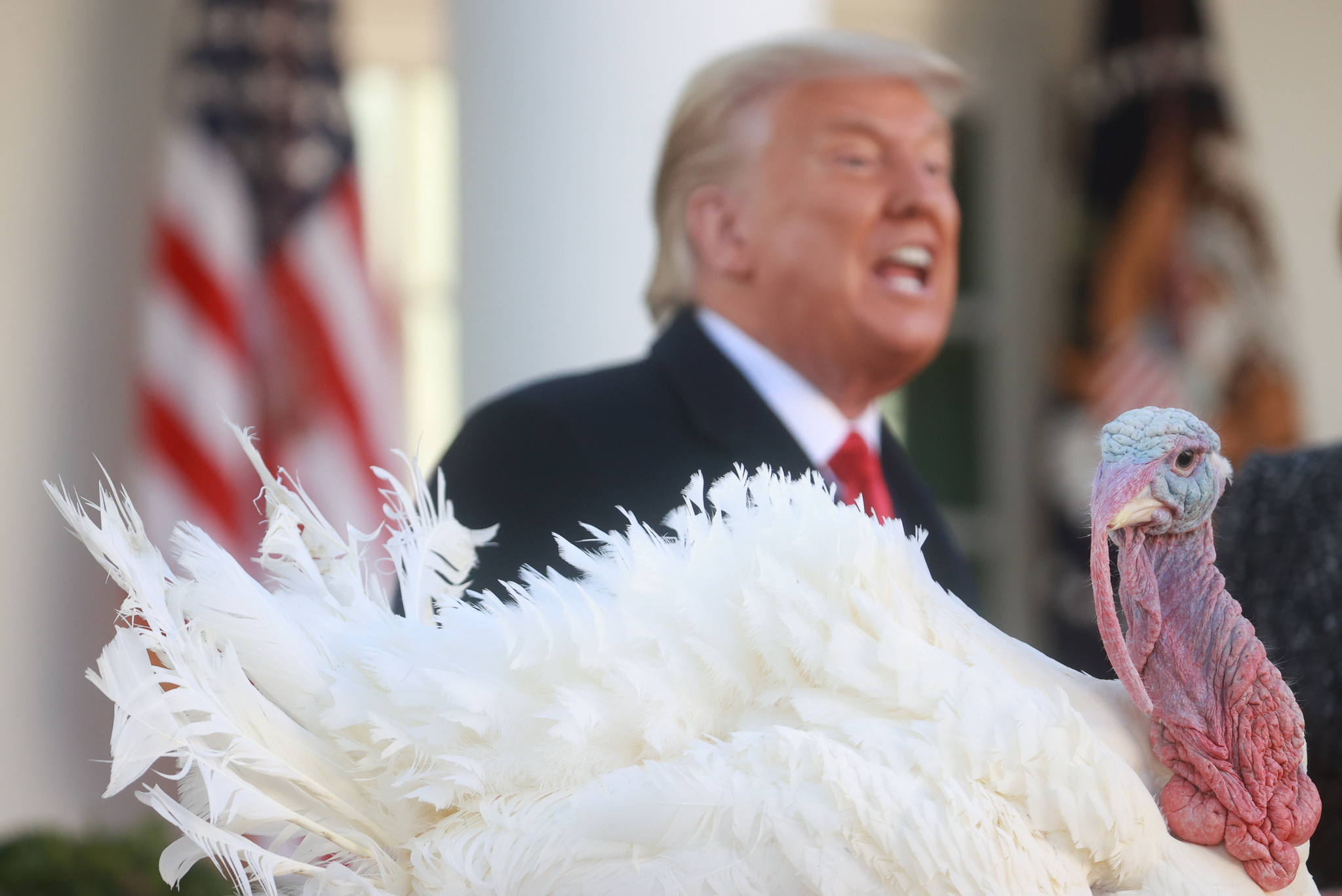 The turkey 'corn', which was delivered to the White House and saved his life, is looking around during President Trump's speech.  The turkey, chosen as the official Thanksgiving turkey, enjoys the privilege of not being at the table until the end of its life.  Reuters = Yonhap News 