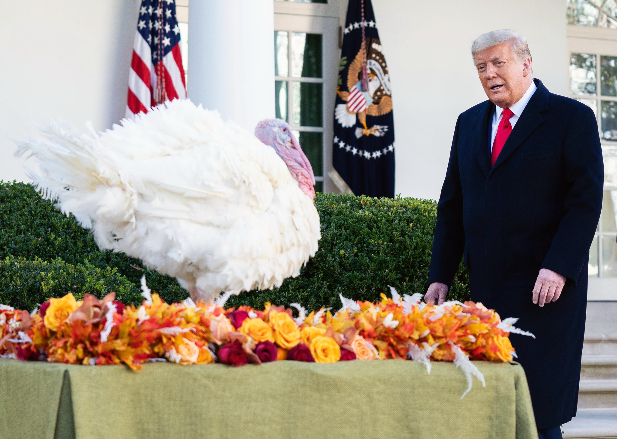 US President Donald Trump forgives the official Thanksgiving turkey in the White House Rose Garden on the 24th. UPI = Yonhap News