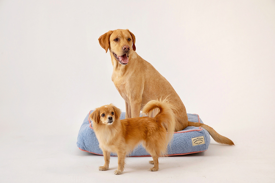 Abandoned dog lake adopted by Hogawa and Kang Hyunda, who are modeling after failing the guide dog test.  Self-provided